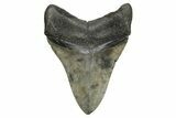 Beautiful, Serrated, Fossil Megalodon Tooth - South Carolina #261152-2